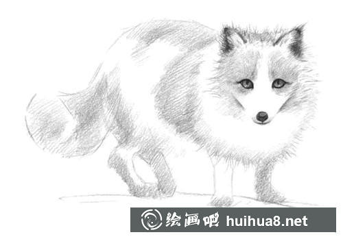 雪狐素描畫(huà)步驟5