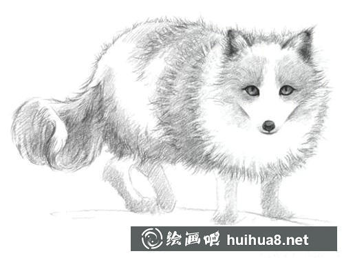 雪狐素描畫(huà)步驟6