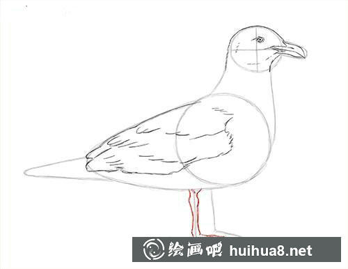 海鷗素描步驟5 海鷗素描步驟5