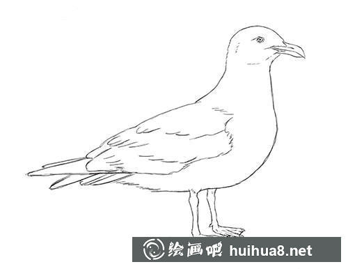 海鷗素描步驟7 海鷗素描步驟7