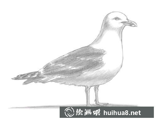 海鷗素描步驟8 海鷗素描步驟8