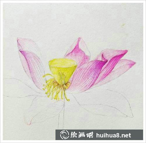 繪制花瓣