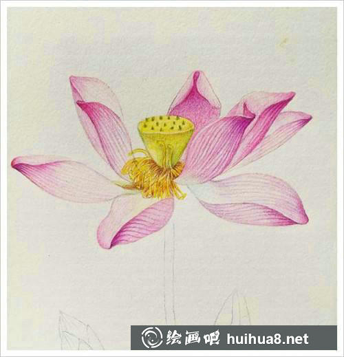 繪制花蕊和蓮蓬