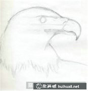 素描鷹技法解析