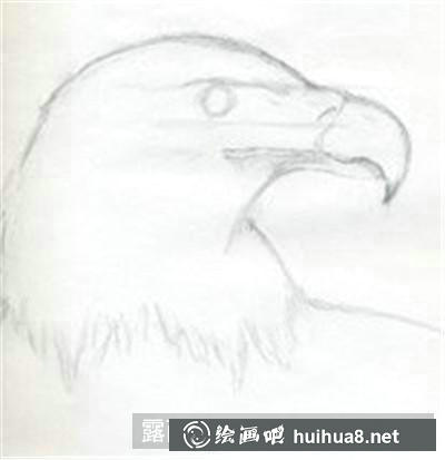 白頭鷹素描步驟1