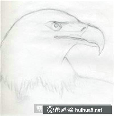 白頭鷹素描步驟2