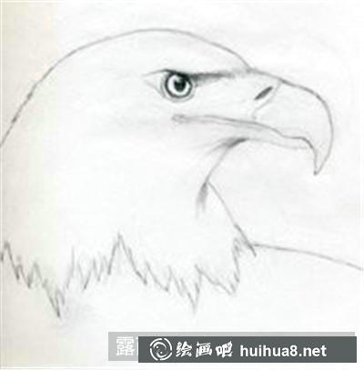 白頭鷹素描步驟3