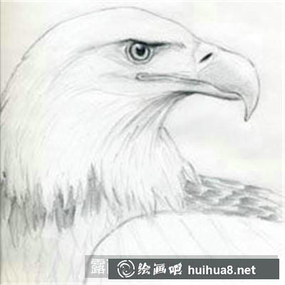 白頭鷹素描步驟4