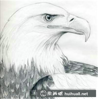白頭鷹素描步驟5