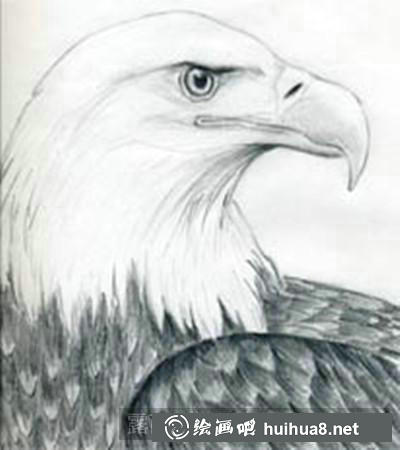 白頭鷹素描完成