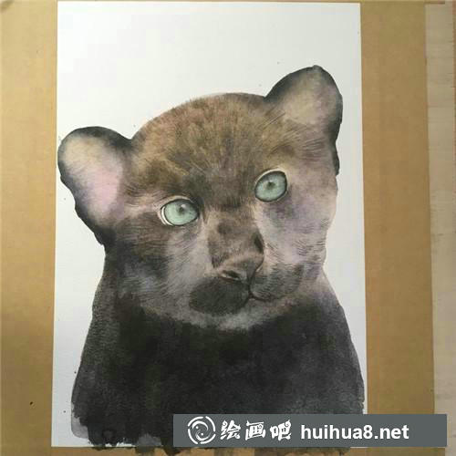 黑貓細(xì)節(jié)