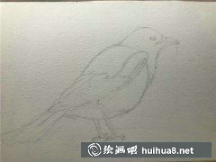 喜鵲繪畫技巧揭秘