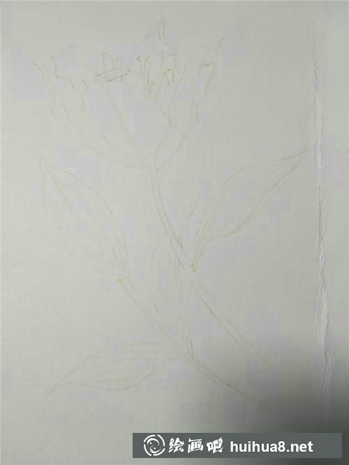 百合花線稿