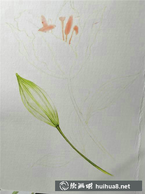 百合花上色