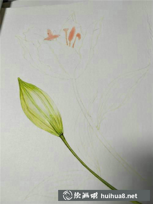 百合花勾勒紋理