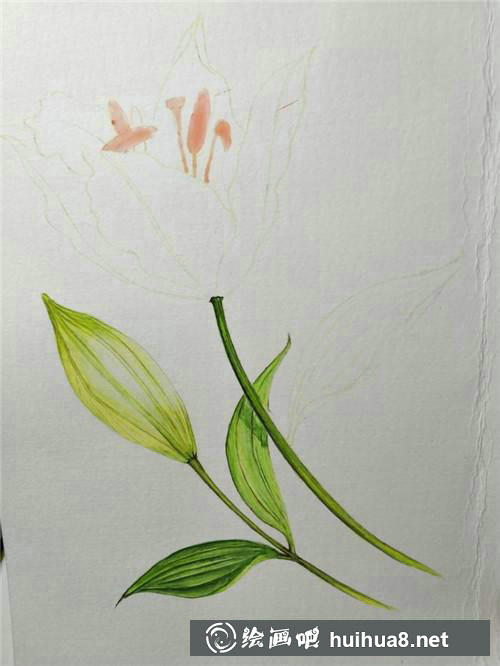 百合花添加細(xì)節(jié)