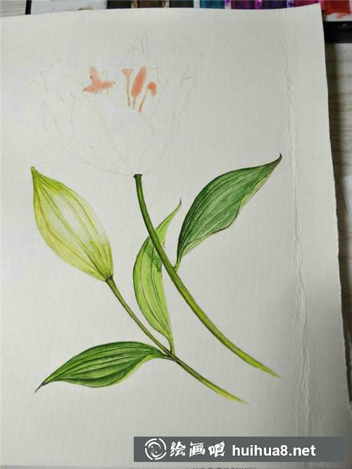 百合花濕畫法繪制葉子