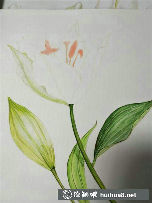 百合花瓣描繪