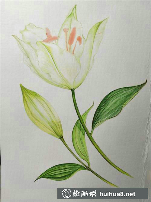 百合花完成花瓣