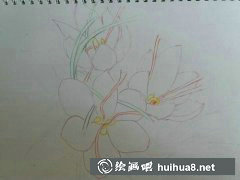 彩鉛畫藏紅花技巧解析