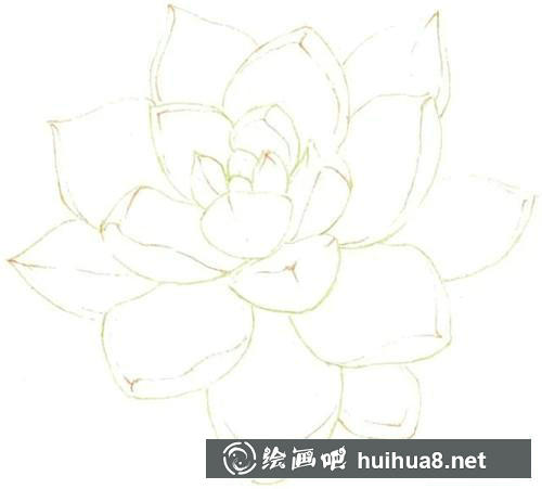 黃麗葉片中部與下部繪制