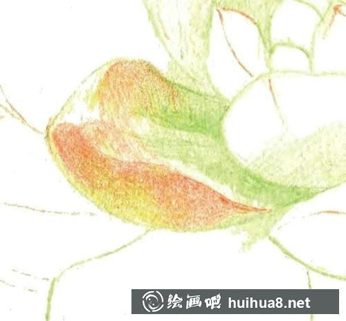 黃麗葉片底部與邊緣繪制