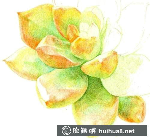 黃麗生長點(diǎn)中心顏色繪制
