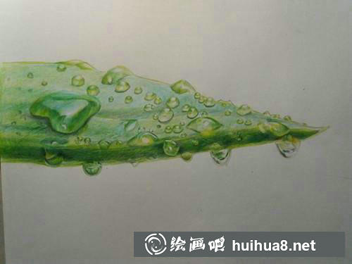 蘆薈彩鉛畫(huà)步驟5