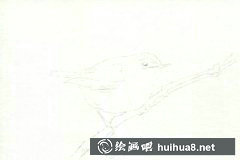 彩鉛繪鳥技法指南