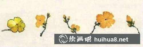 絲瓜花朵畫法