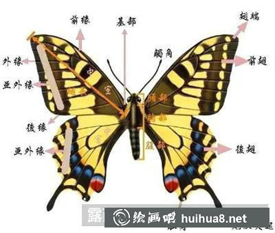 蝴蝶形態(tài)分析