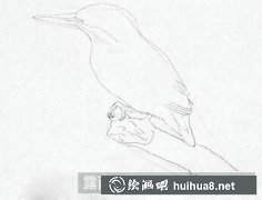 翠鳥繪畫教程