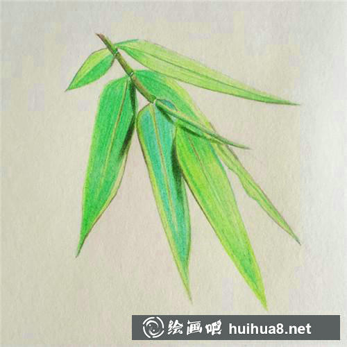 竹葉陰影