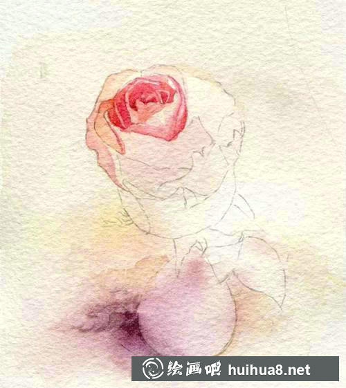 花芯和花瓣顏色