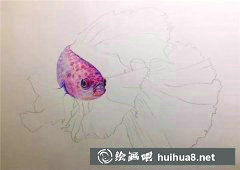 彩鉛斗魚繪畫教程分享