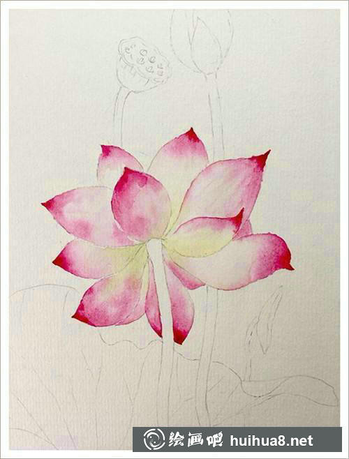 荷花花瓣漸變