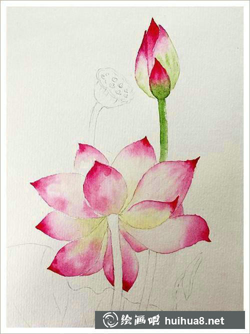 荷花花苞與花莖