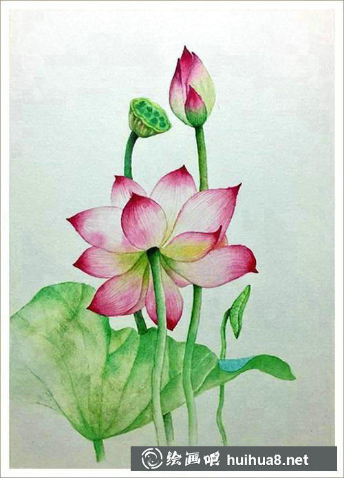 荷花荷葉