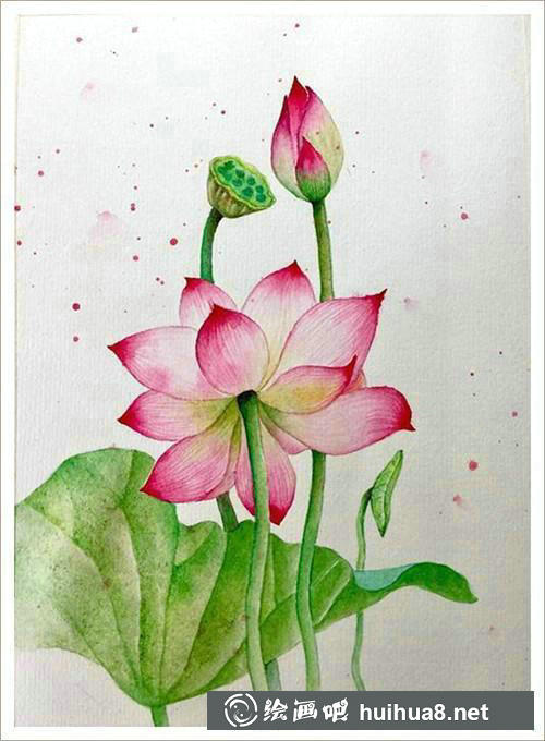 荷花細(xì)節(jié)