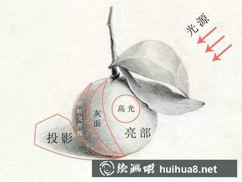 桔子素描步驟1
