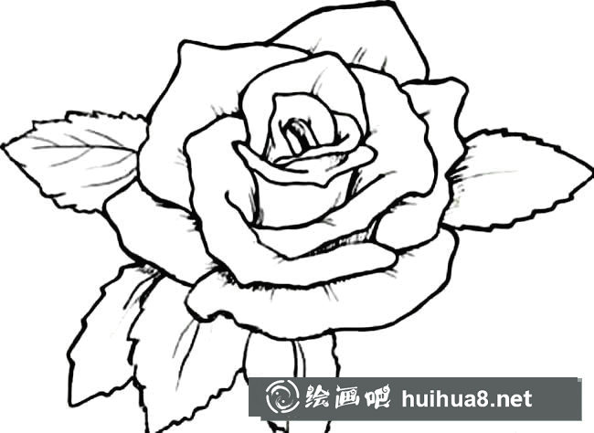 玫瑰花植物花簡筆畫步驟圖片大全