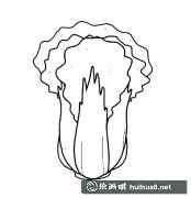 白菜蔬菜簡筆畫步驟圖解