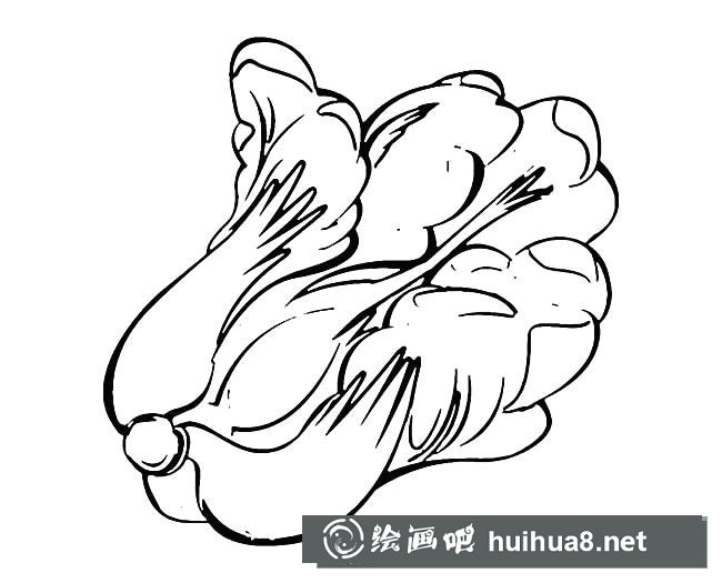 白菜蔬菜簡筆畫步驟圖片