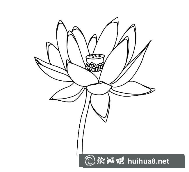 荷花簡筆畫圖片