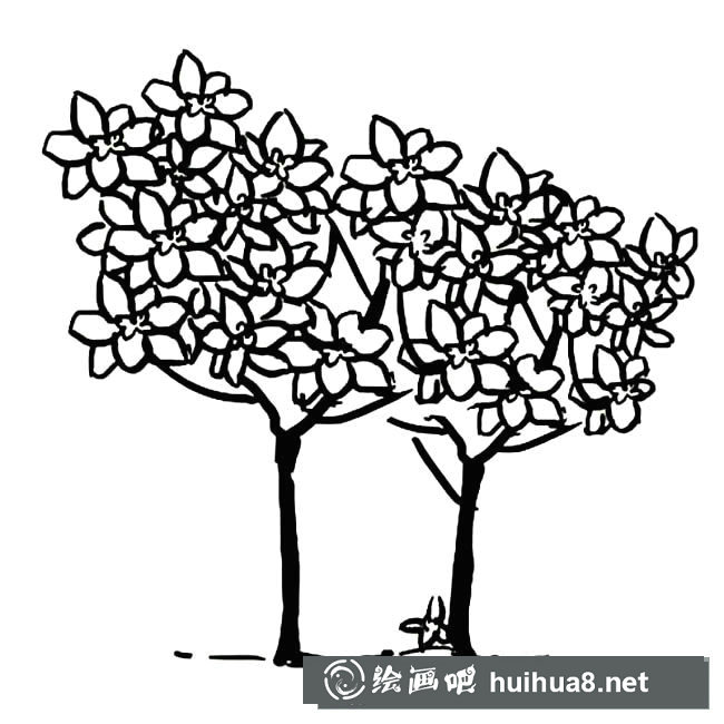 桂花樹簡筆畫圖片