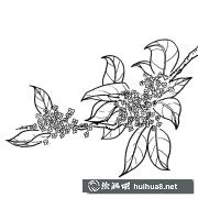 桂花簡筆畫賞心悅目