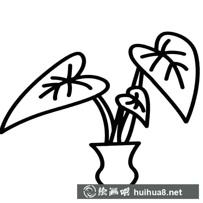 滴水觀音植物簡筆畫步驟圖片大全