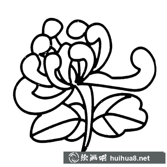 菊花植物花簡筆畫步驟圖片大全