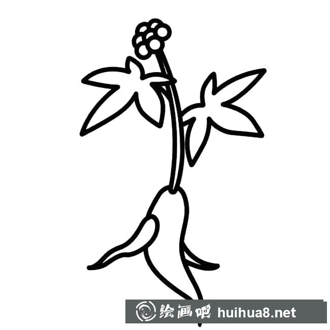 人參花植物花簡(jiǎn)筆畫步驟圖片大全