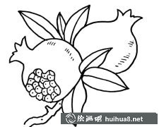 石榴簡(jiǎn)筆畫步驟圖集大全